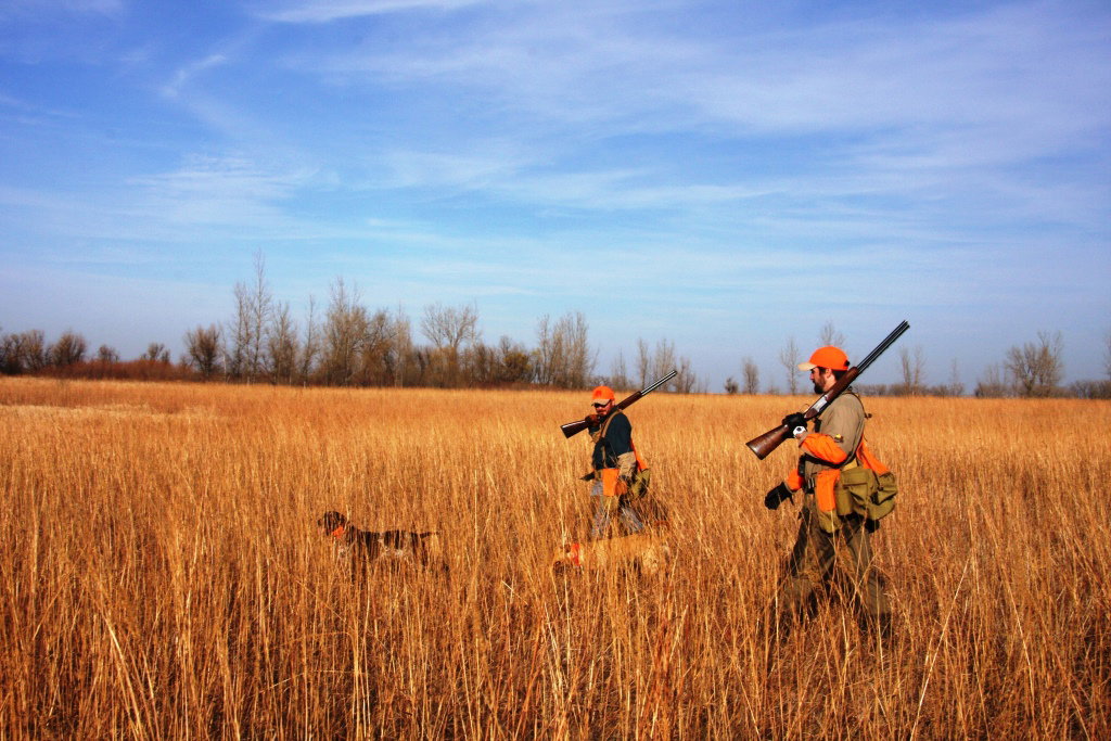 pheasant hunting field.jpeg.jpeg
